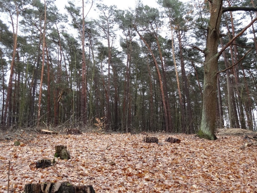 Jezioro Głębokie leży około 30 km od Świebodzina. Wody ubywa...