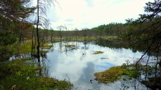 Uroczysko leśne położone pośród lasów Mazowieckiego Parku Krajobrazowego. Najbardziej atrakcyjnym fragmentem jest jeziorko, w porze suchej dzielące się na kilka mniejszych. 

Spotkać tu można jaszczurki zwinki, padalce, zaskrońce, wiosną w tym miejscu ptaki wodne wywodzą swoje lęgi. Wilgotne środowisko gwarantuje dobre warunki dla wielu gatunków roślin.

Kolejne miejsce na następnej stronie >>>