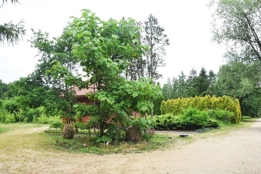 Jak i kiedy można zwiedzać Arboretum Leśne w Stradomi...