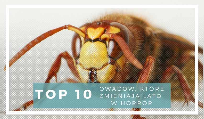 To przez nie uciekasz z krzykiem - TOP 10 owadów, które zmieniają lato w horror