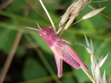 Zobacz niesamowite zdjęcia owadów autorstwa Sylwii Sujak. Różowy pasikonik? To możliwe