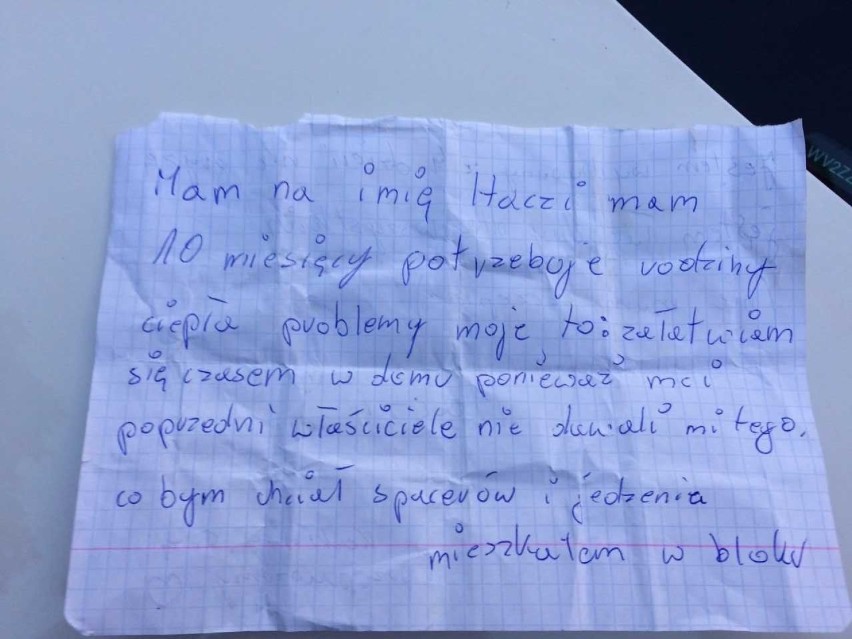 Przywiązali psa do przystanku MPK Włocławek i zostawili list, w którym tłumaczą czemu go porzucili