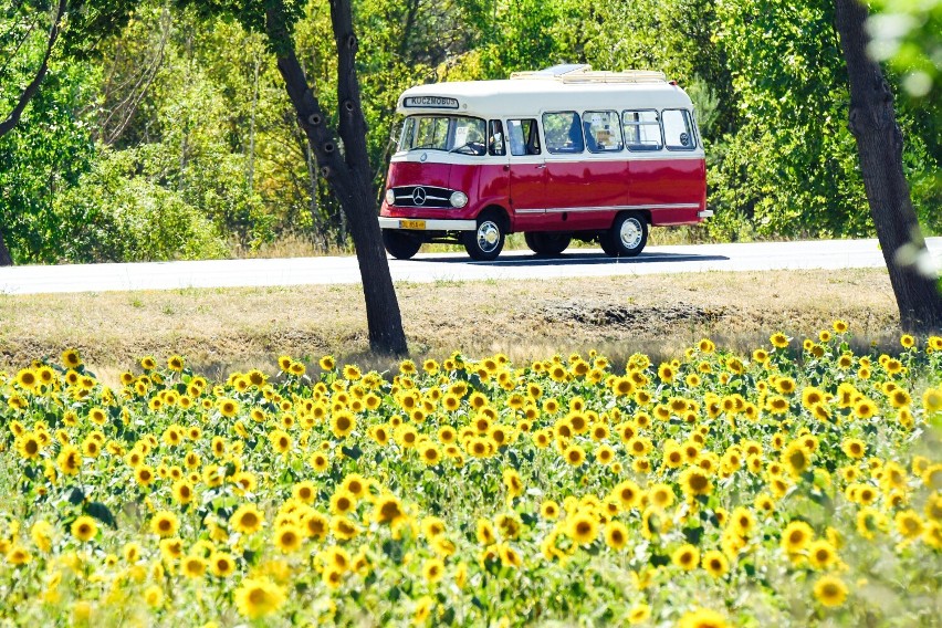 Może to nie "Słoneczniki" van Gogha, ale takie niesamowite obrazy maluje natura. Zobaczcie te zdjęcia!