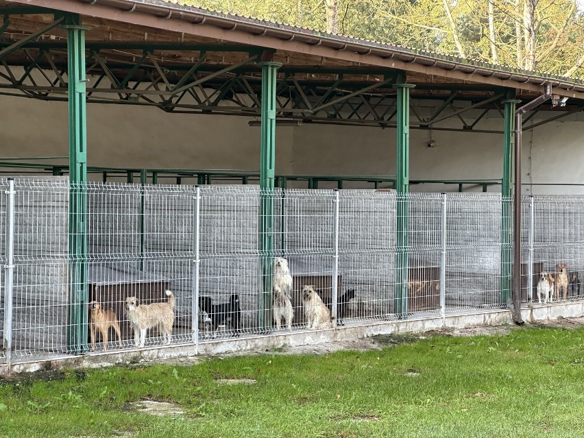 Dzień otwarty w schronisku dla zwierząt w Bełchatowie to...