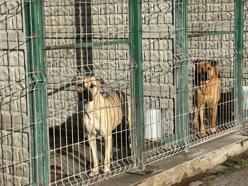 Dzień otwarty w schronisku dla zwierząt w Bełchatowie to...