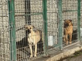 PSYtulaki ze schroniskowej paki czyli dzień otwarty w schronisku dla zwierząt w Bełchatowie