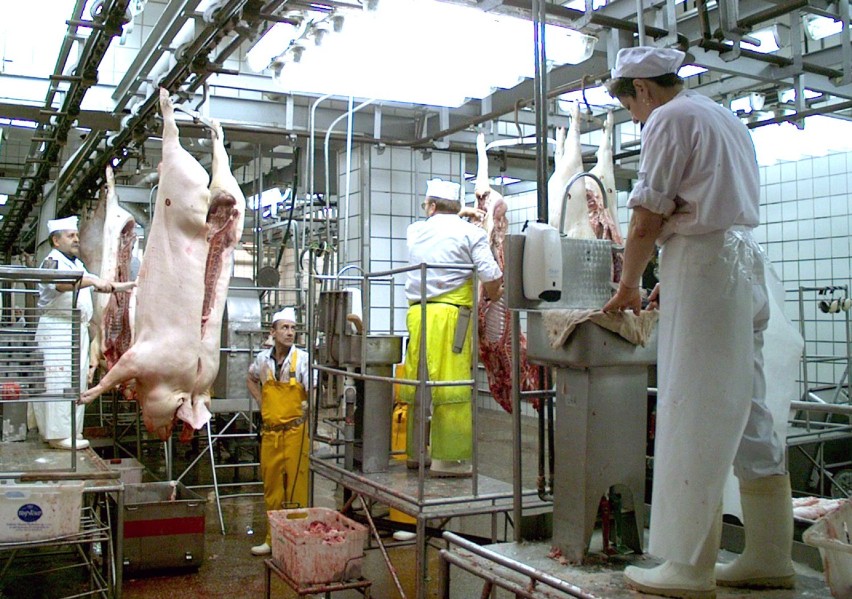 Linia produkcyjna w Zakładach Mięsnych w Grudziądzu