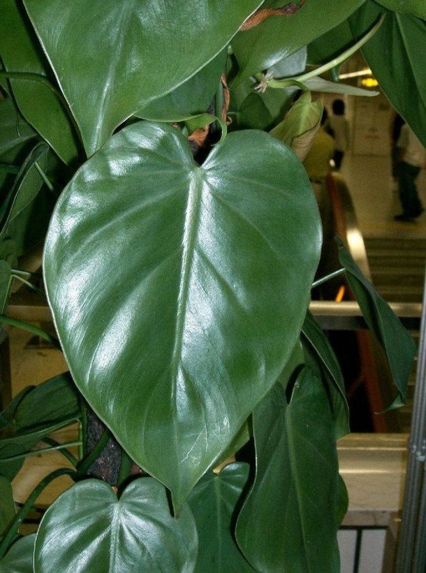 FILODENDRON