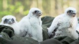 Nieopodal Świebodzina, na terenie Nadleśnictwa Torzym, zaobrączkowano pisklęta sokoła wędrownego