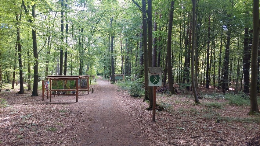 Zielony Zakątek w Zielonym Lesie w Żarach