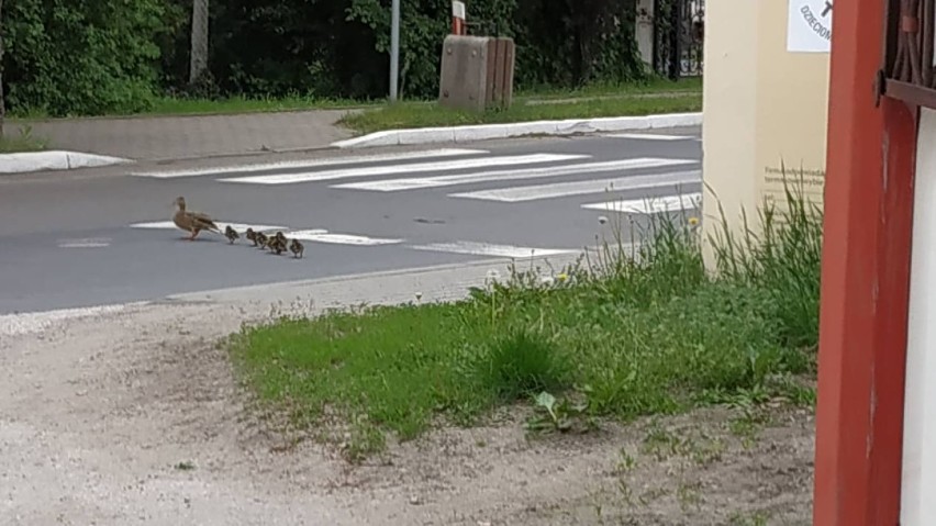 Nietypowa interwencja policjantów. Pomogli ptasiej rodzinie przejść na druga stronę jezdni [zdjęcia]