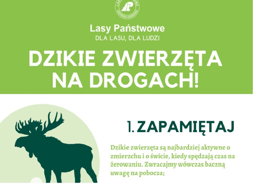 Potrąciłeś dzikie zwierzę na drodze? Sprawdź, jak się zachować i gdzie dzwonić. Potrącenie zwierzęcia. Tak wyglądają przepisy!