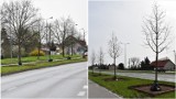Walka z betonozą w Tarnowie. W mieście zasadzono kolejne drzewa. Sporych rozmiarów okazy pojawiły się na Lwowskiej i Starodąbrowskiej