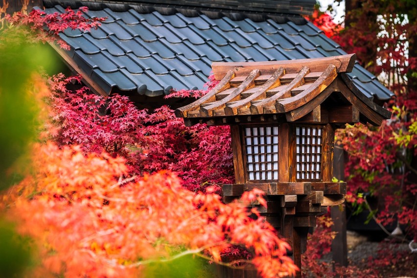 Feeria egzotycznych barw w japońskim ogrodzie Siruwia i Festiwal Samurajów już na majówkę