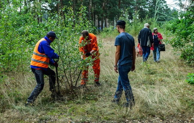 Zamiast wyciąć, dziesiątki drzew udało się uratować - bydgoszczanie zapewnią im dalsze życie.