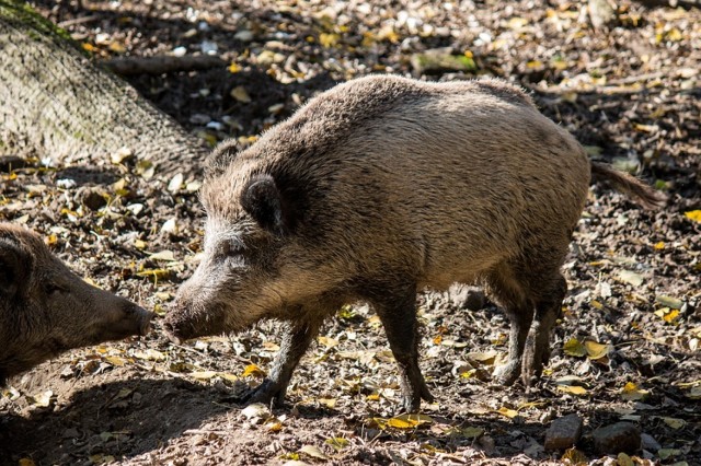 Dziki atakują Warszawę. Jest zgoda na odstrzał