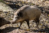 Dziki atakują Warszawę. Jest zgoda na odstrzał