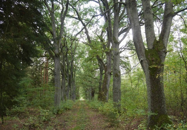 Przez aleje przebiegała zazwyczaj linia frontu walki kierowców i przyrodników.