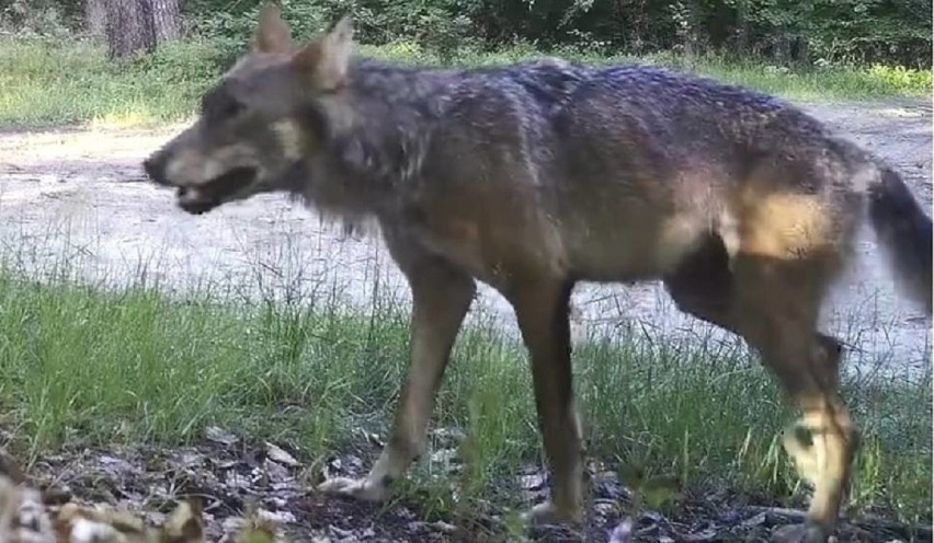 Wilk nagrany przez fotopułapkę w kłodawskich lasach.