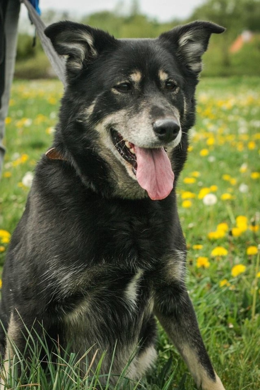 Max ma ok. 7 lat i został znaleziony. Potrafi być bardzo...