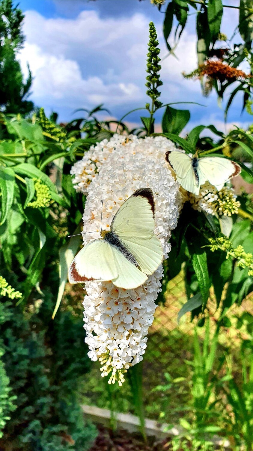 Piękne motyle złapane na zdjęciach w okolicach Zbąszynka.