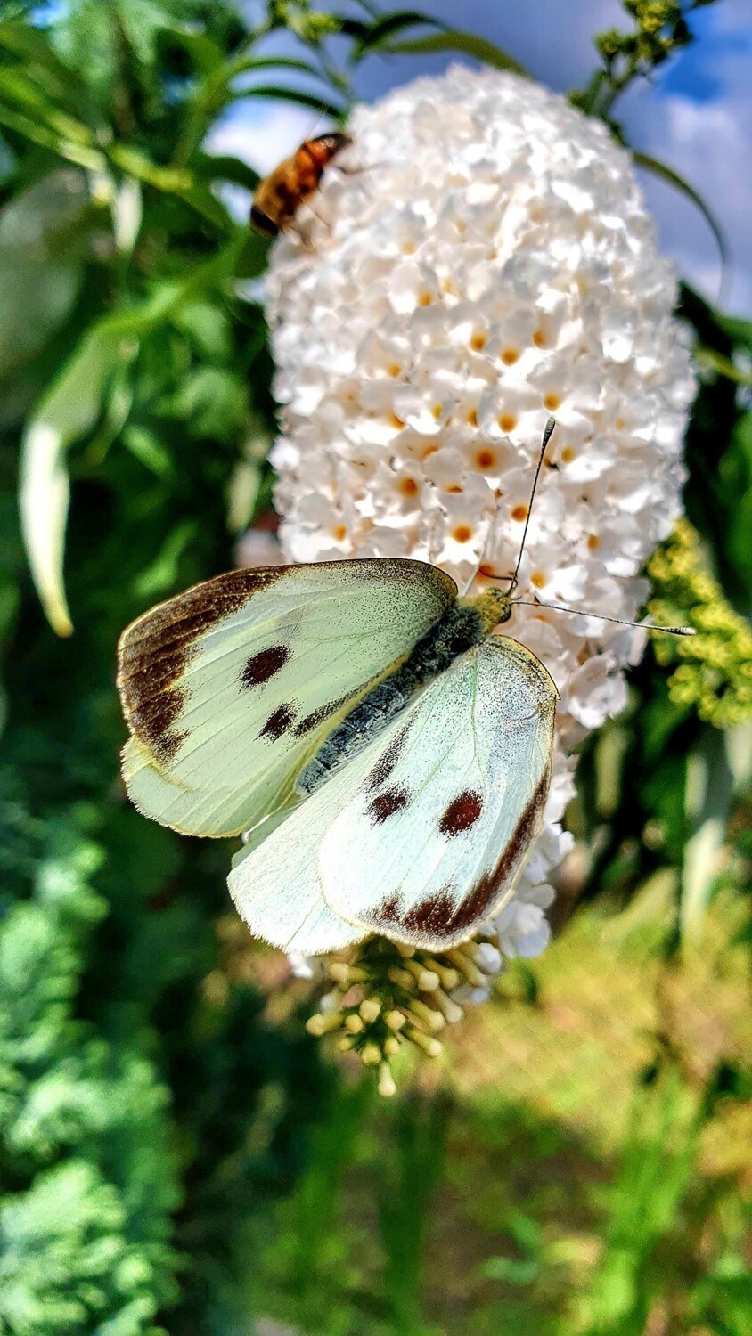 Piękne motyle złapane na zdjęciach w okolicach Zbąszynka.