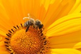 Osa, trzmiel, czy pszczoła. Jak odróżnić te owady i czym grozi ich ukąszenie? SPRAWDŹ
