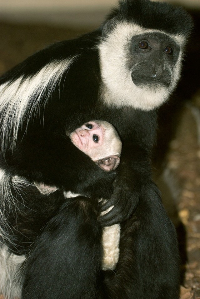 ZOO Kraków. Urodziły się nowe zwierzęta