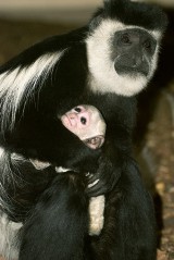 Kraków. W ZOO urodziły się nowe zwierzęta [ZDJĘCIA]