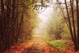 Jesień w Zielonym Lesie w Żarach. Te zamglone i kolorowe zdjęcia są niesamowite