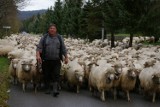 1200 owiec idzie przez Wysową do Ropek. Baca Józef Klimowski ruszył z redykiem z Czarnego w kierunku Nowego Targu