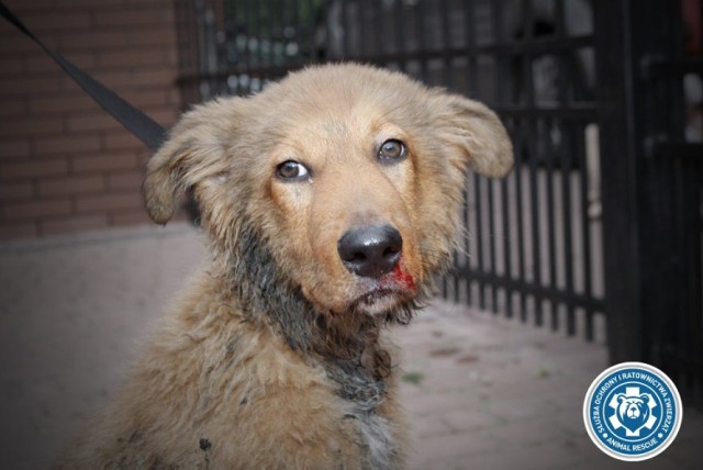 Próbowały zabić psa, skacząc po nim i topiąc go w jeziorze. Animal Rescue będzie domagać się najwyższego wymiaru kary