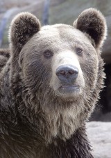Kto rządzi w tatrzańskich lasach? Szybcy i wielcy, czyli niedźwiedzie brunatne