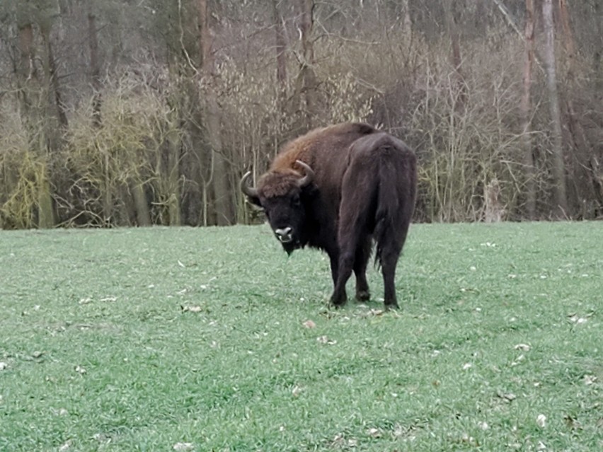 Żubra udało się sfotografować pod Skokami