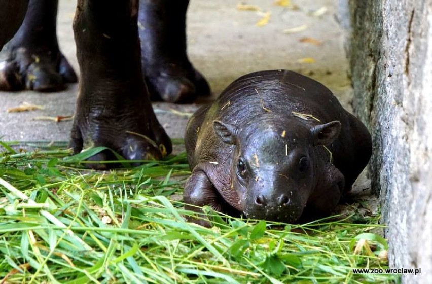Hipopotam karłowaty we wrocławskim zoo