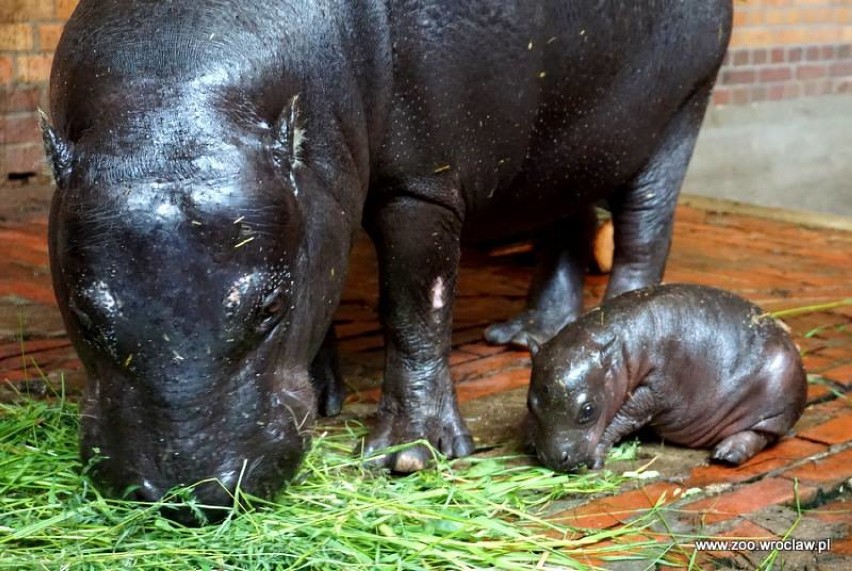 Hipopotam karłowaty we wrocławskim zoo