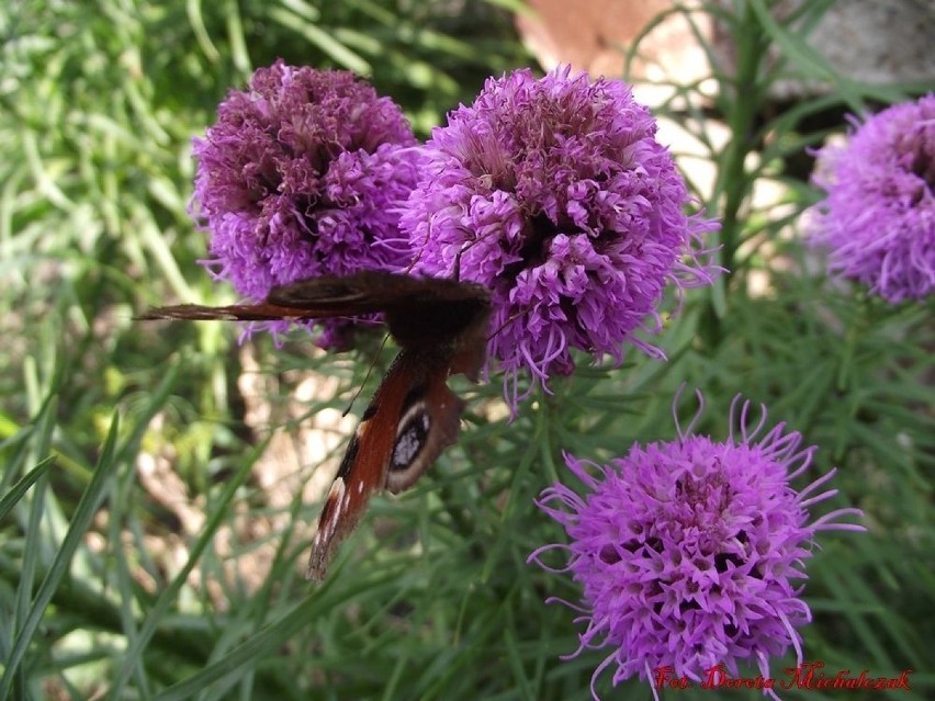 Liatra. Ten kwiat upodobały sobie motyle - Rusałka Pawik.
