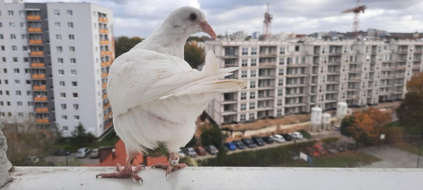 Zabrania się wyrzucania przez okna i wykładania na parapety...