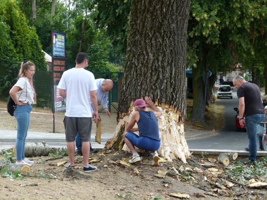 Zduńska Wola. Mieszkańcy ratują drzewo w centrum miasta przed wycięciem