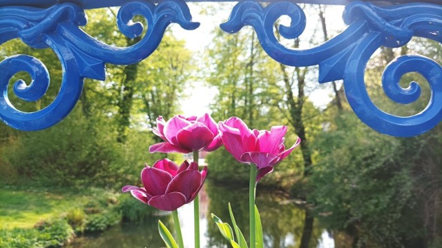 Wybierz się na wycieczkę do Parku Mużakowskiego. A najpierw kliknij w zdjęcie i zobacz galerię kwiatów >>>