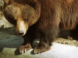 Niedźwiedzie z Tatrzańskiego Parku Narodowego ruszają w Polskę. Namalują mural