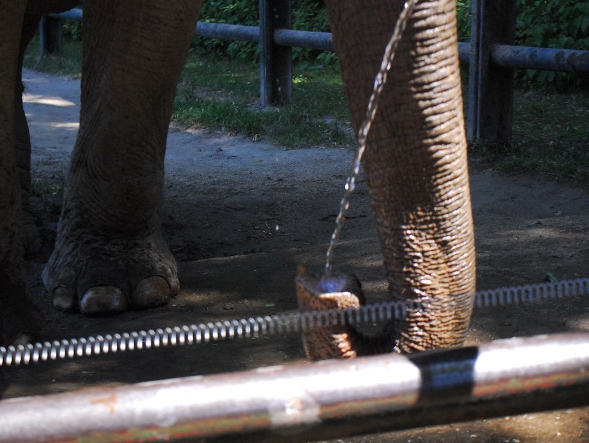 Jak zwierzęta znoszą upały w krakowskim zoo? [ZDJĘCIA, WIDEO]