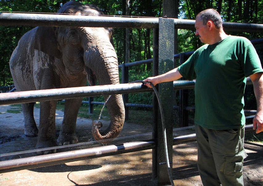 Jak zwierzęta znoszą upały w krakowskim zoo? [ZDJĘCIA, WIDEO]