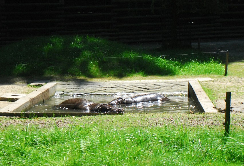 Jak zwierzęta znoszą upały w krakowskim zoo? [ZDJĘCIA, WIDEO]