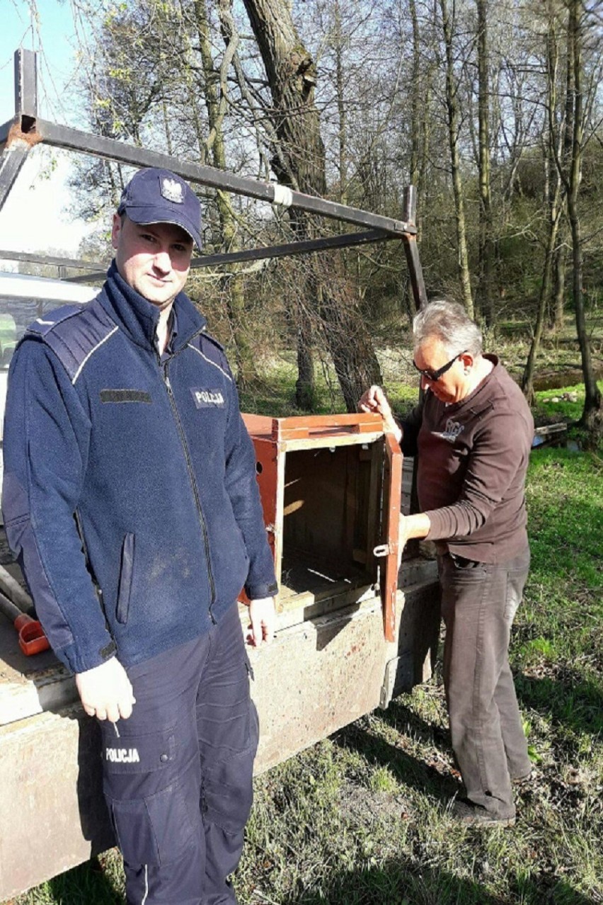 Policjanci z Dobrzynia nad Wisłą uratowali bobra