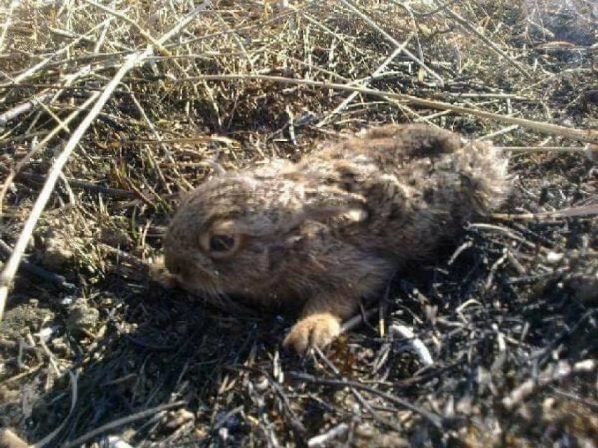 Według danych głogowskiej straży pożarnej pożary traw i...