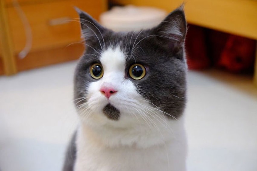 Banye - najbardziej zdziwiony kot świata.