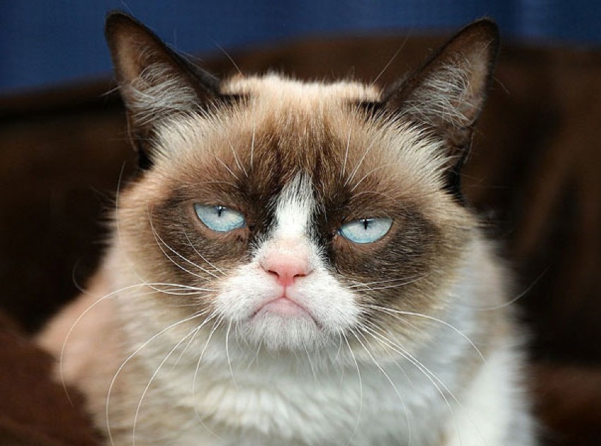 Grumpy Cat - czyli najbardziej marudzący kot świata. To...