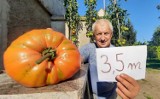 Pan Zbigniew wyhodował pomidory giganty! Chce pobić Rekord Guiness'a