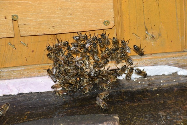Odwiedziliśmy pasiekę pana Eugeniusza z Gęstowic. Ten przyznaje, że w regionie pszczelarze mają coraz trudniej, ze względu na wycinkę robinii akacjowych.